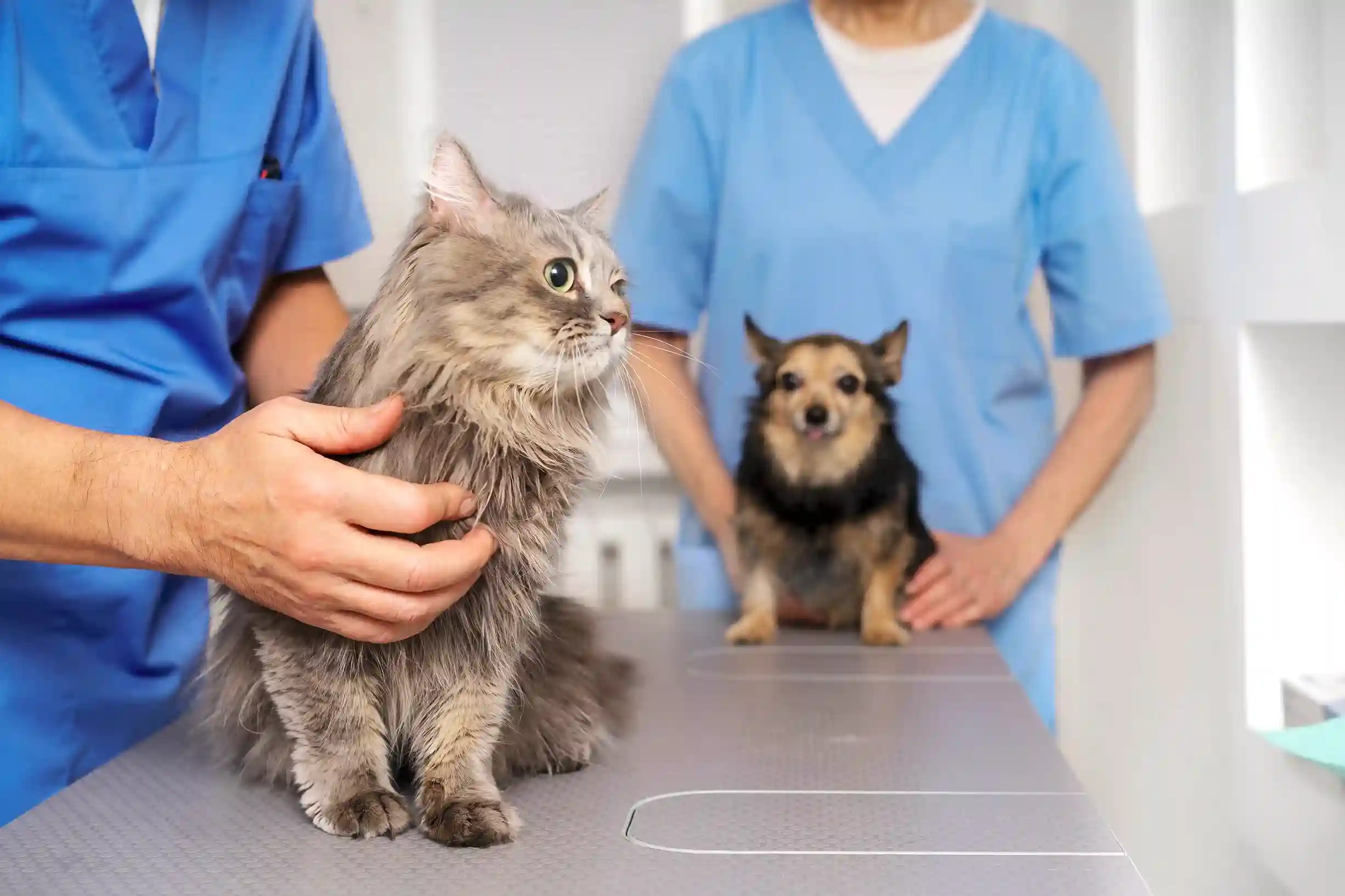 Pet Aftercare