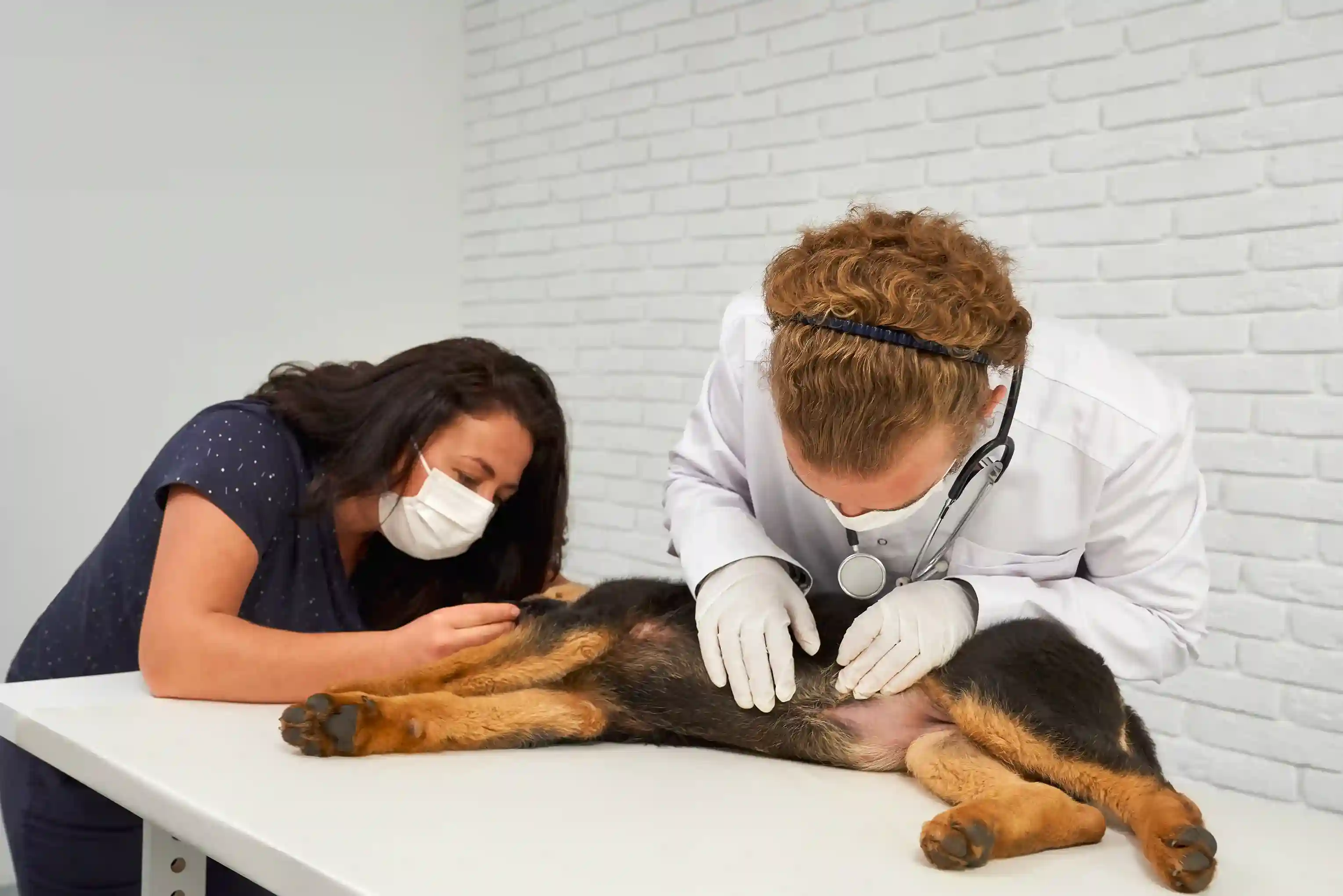 Pet Emergencies