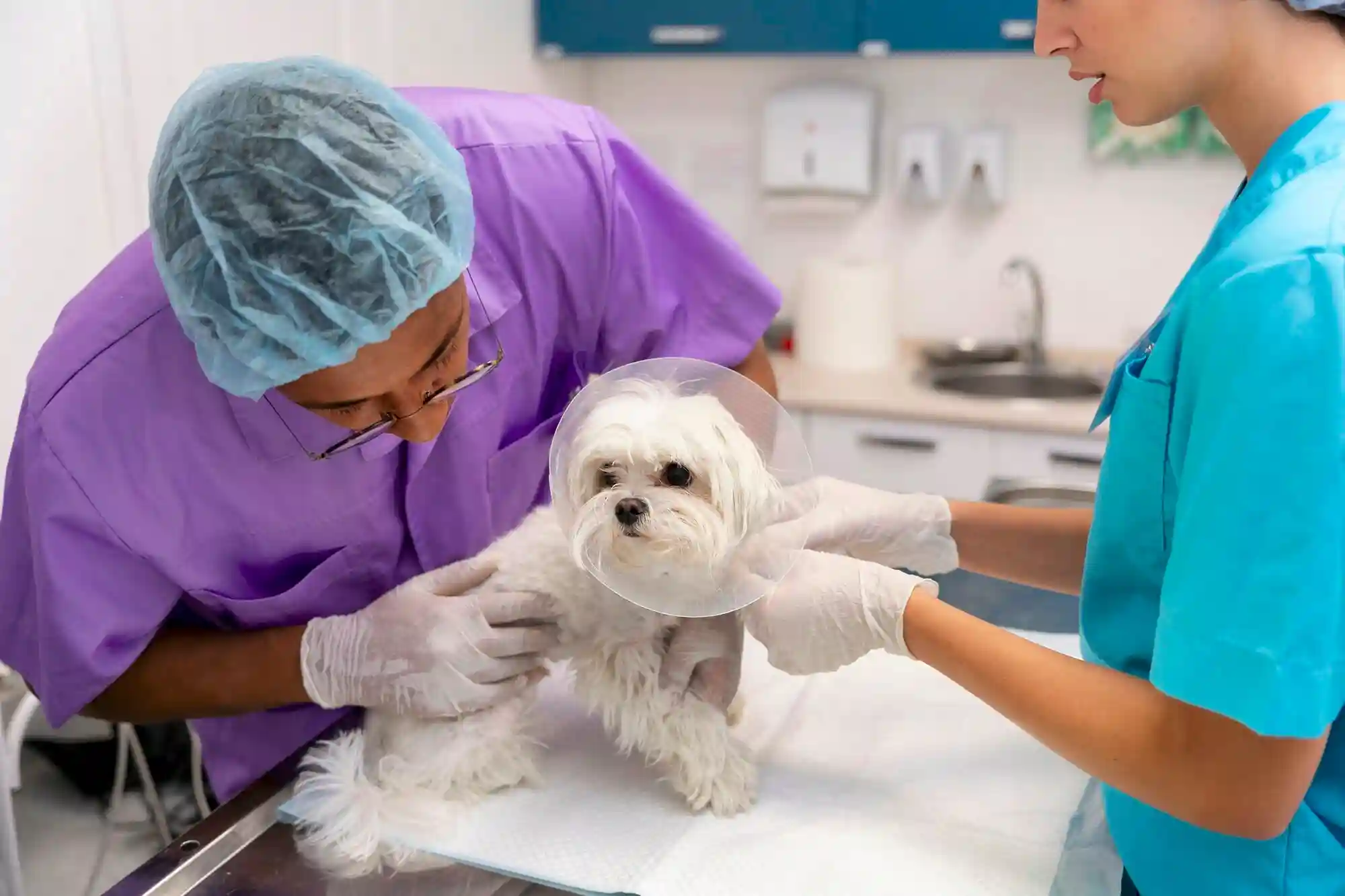 Pet surgery recovery
